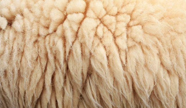 W is for Wool